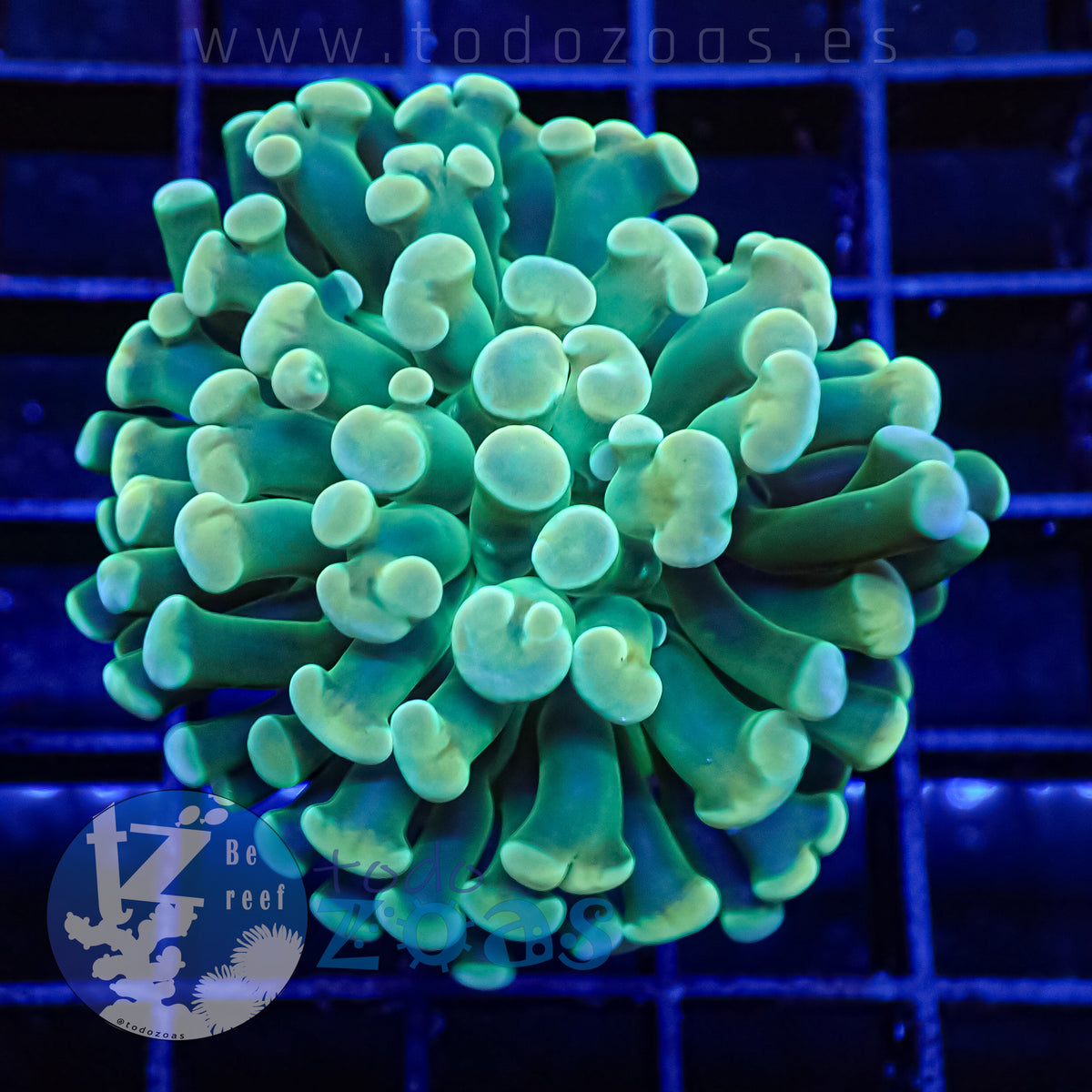 Euphyllia Paraancora