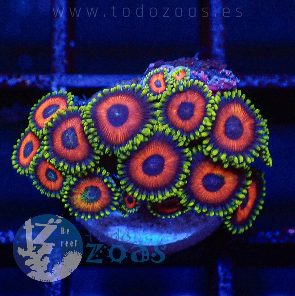 Zoanthus Eagle Eyes