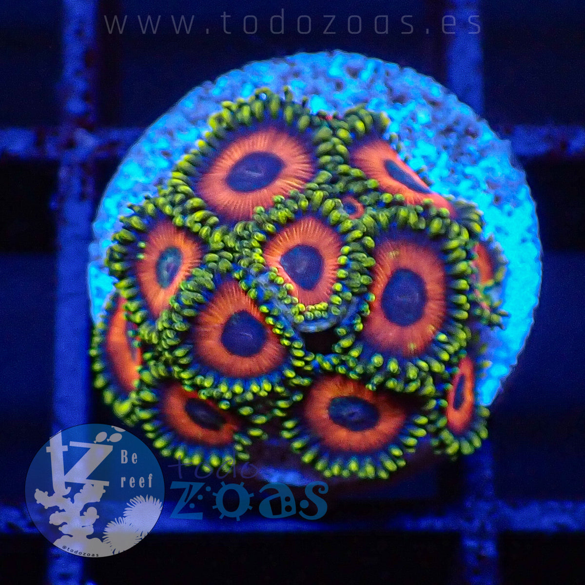 Zoanthus Eagle Eyes
