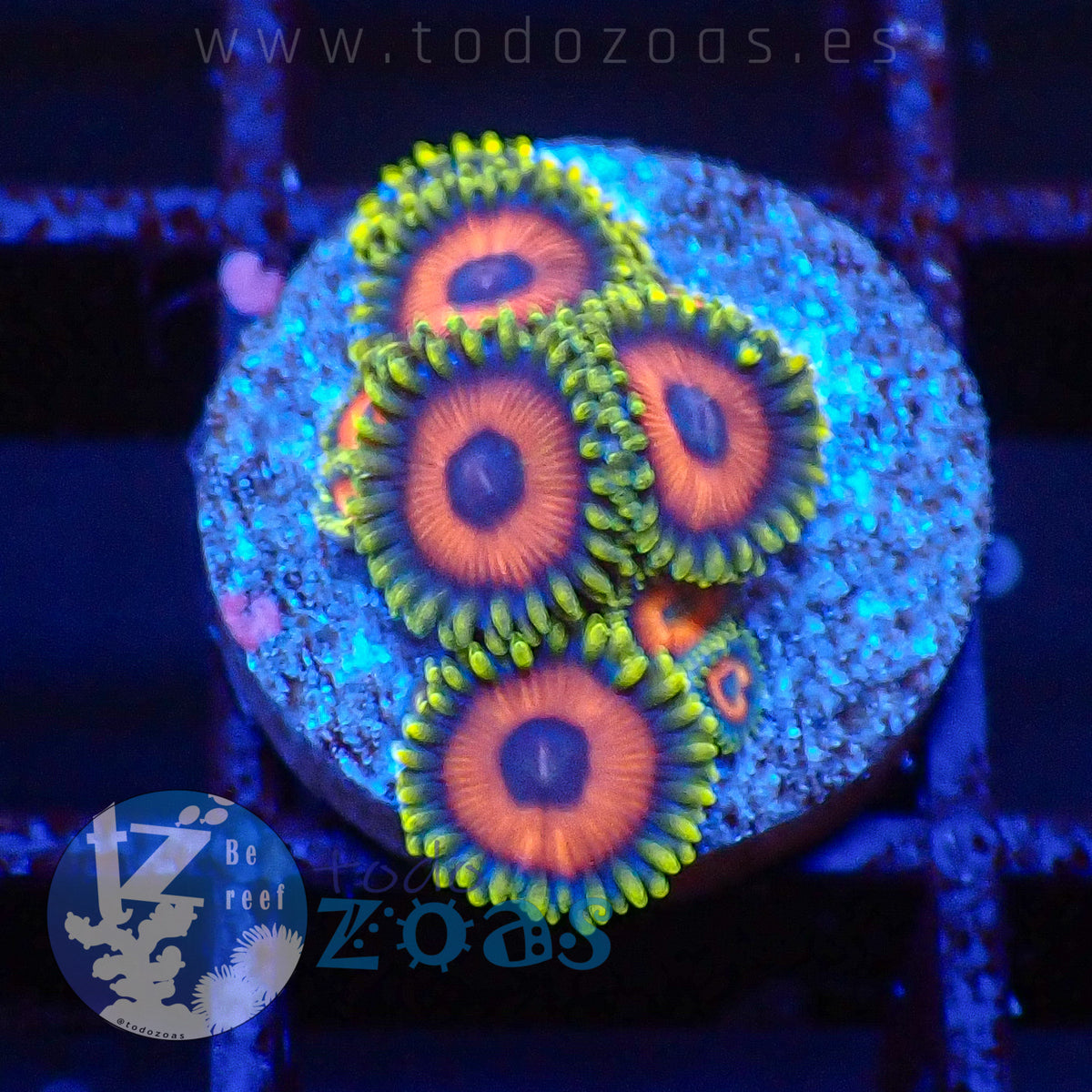 Zoanthus Eagle Eyes