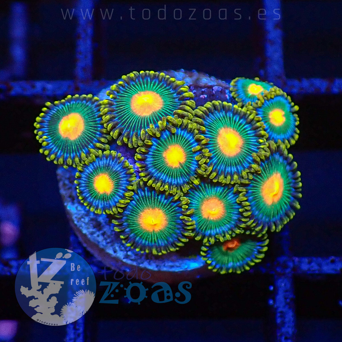 Zoanthus Blowpop