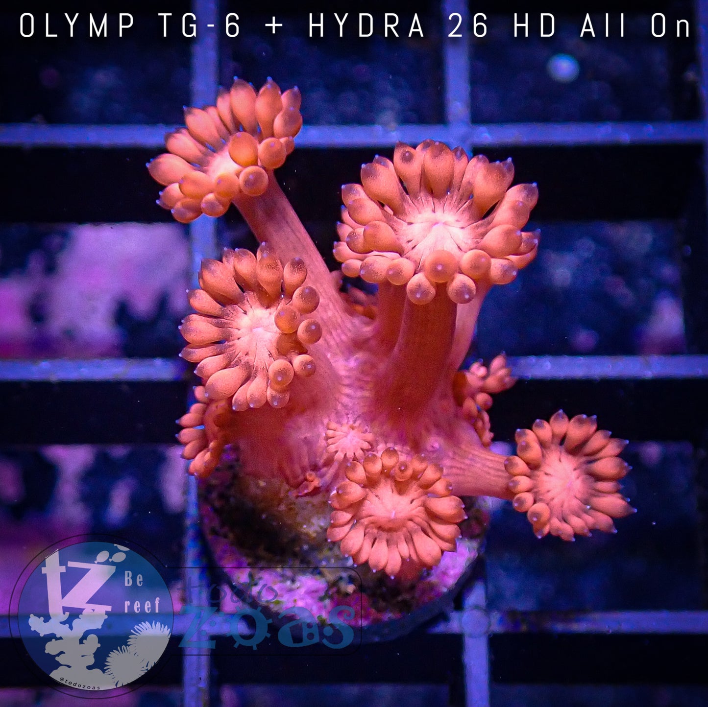 Goniopora Roja Ultra