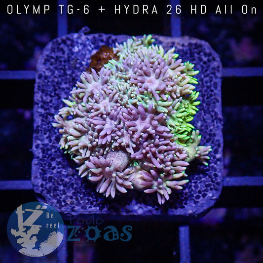 Goniopora Wonderlands