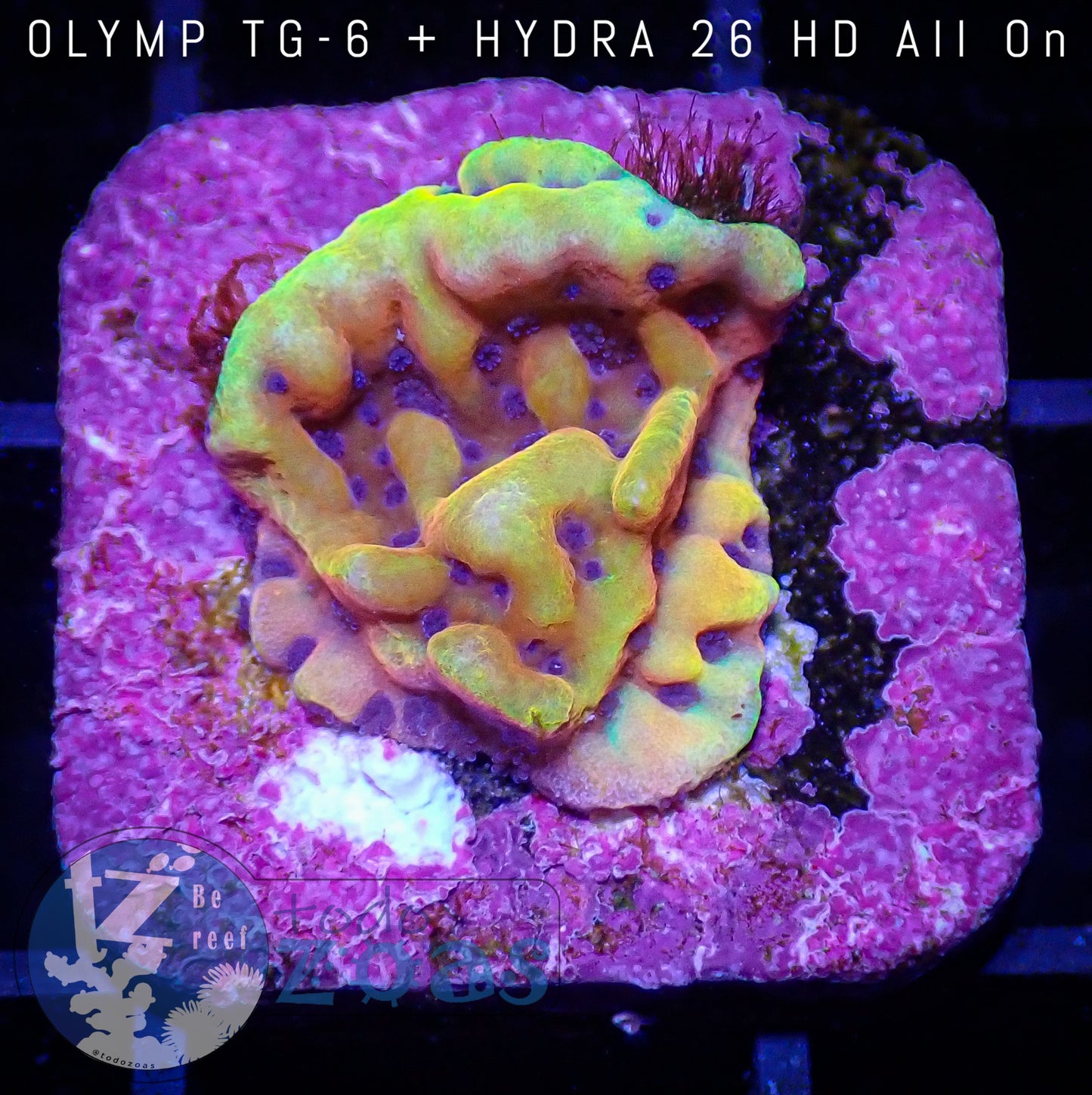 Montipora Kung Pao