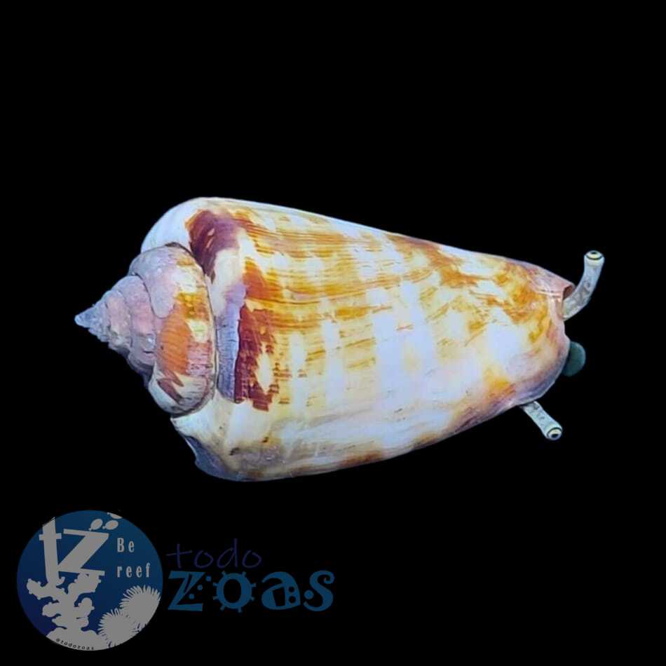 Strombus Luhuanus