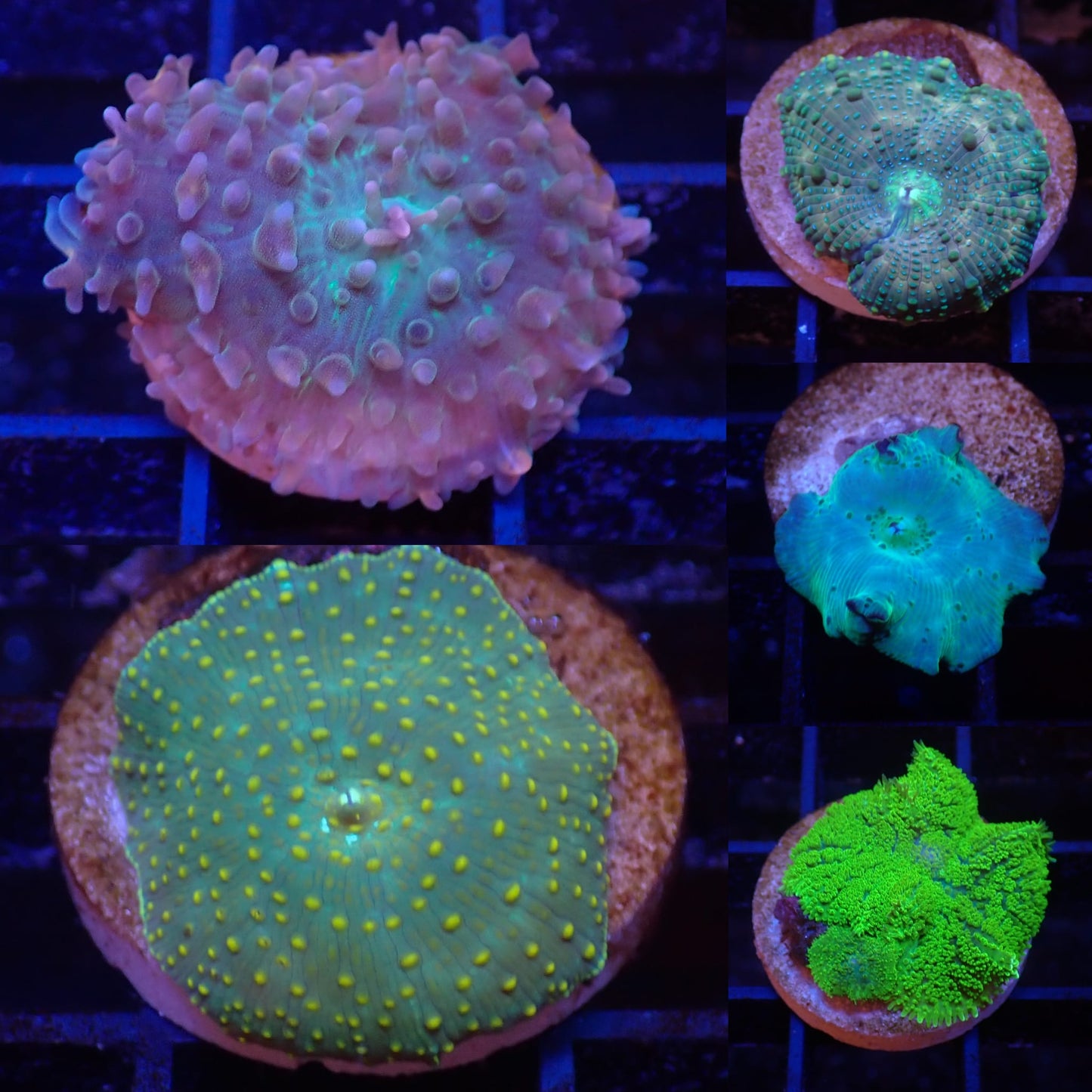 Frag Pack 6