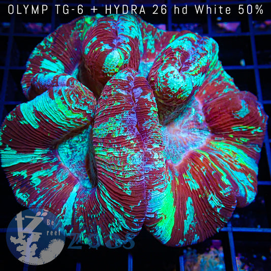 Trachyphyllia Australia Ultra