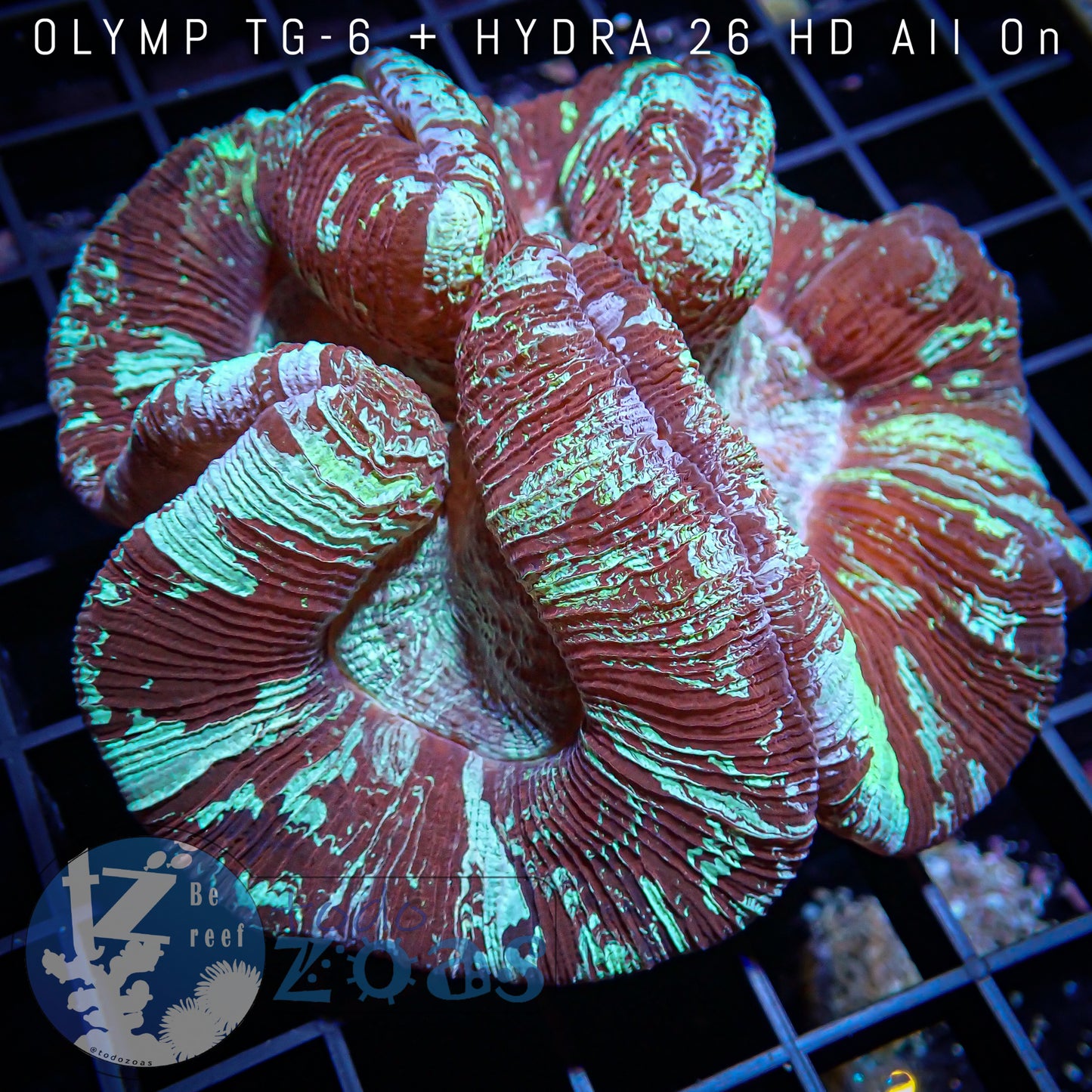 Trachyphyllia Australia Ultra