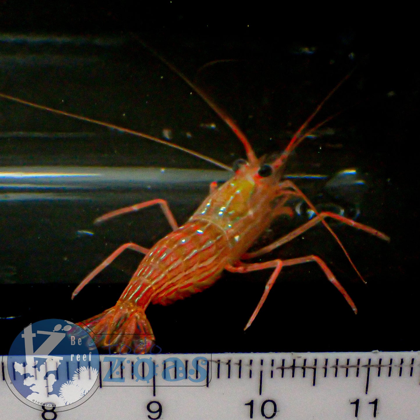 Lysmata Kuekenthali