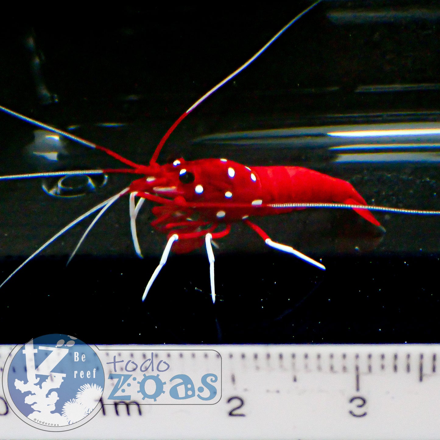 Lysmata Debelius