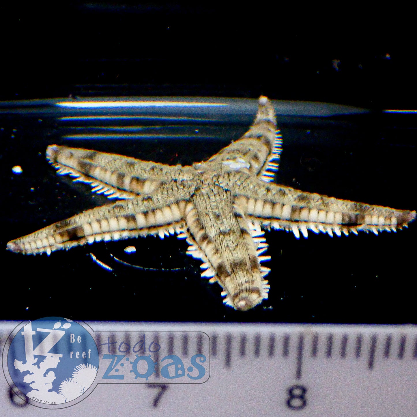 Astropecten