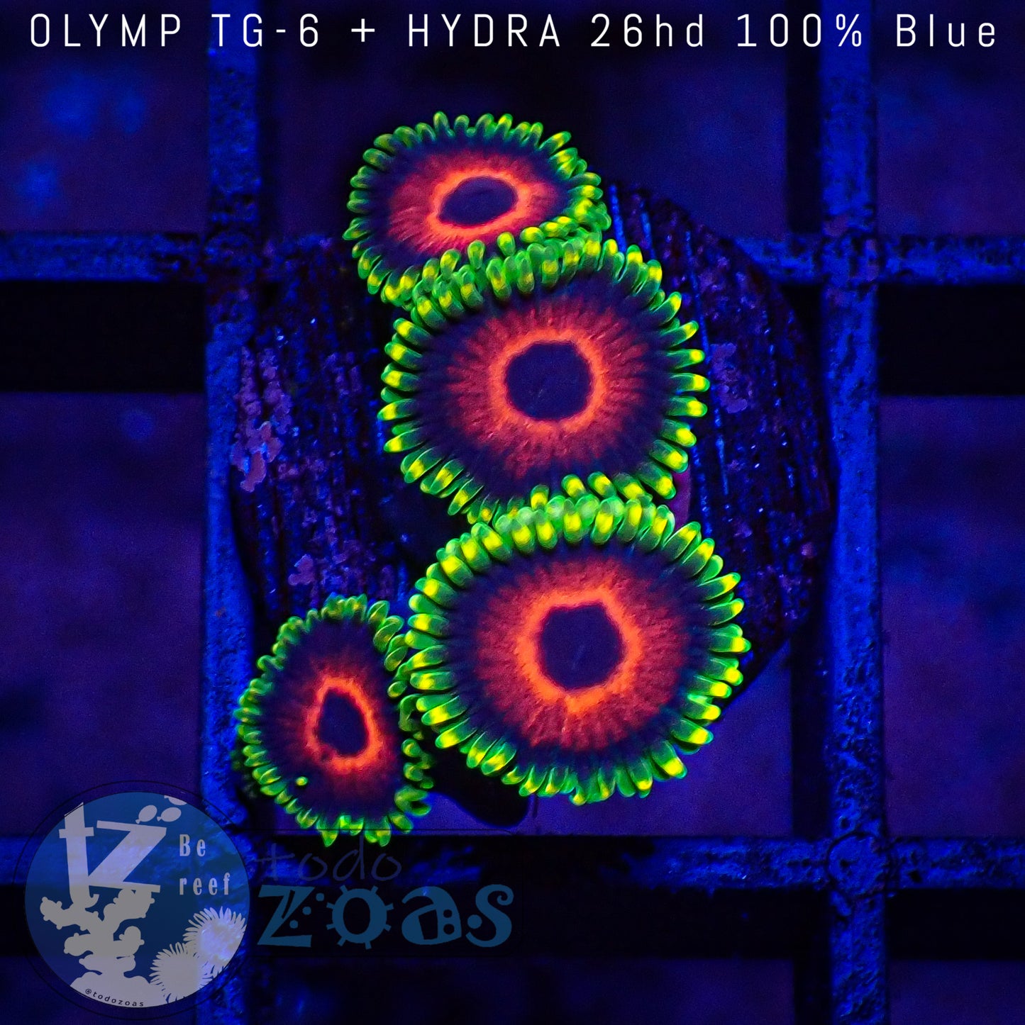 Zoanthus Red Ring