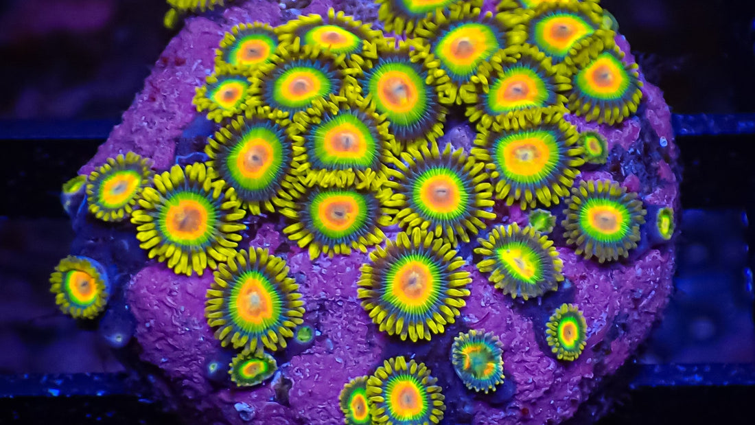 Zoapedia