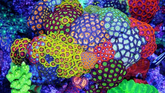 Zoanthus: historia y cuidados de uno de los corales más populares del acuario marino