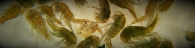 copepodos alimento vivo acuario marino