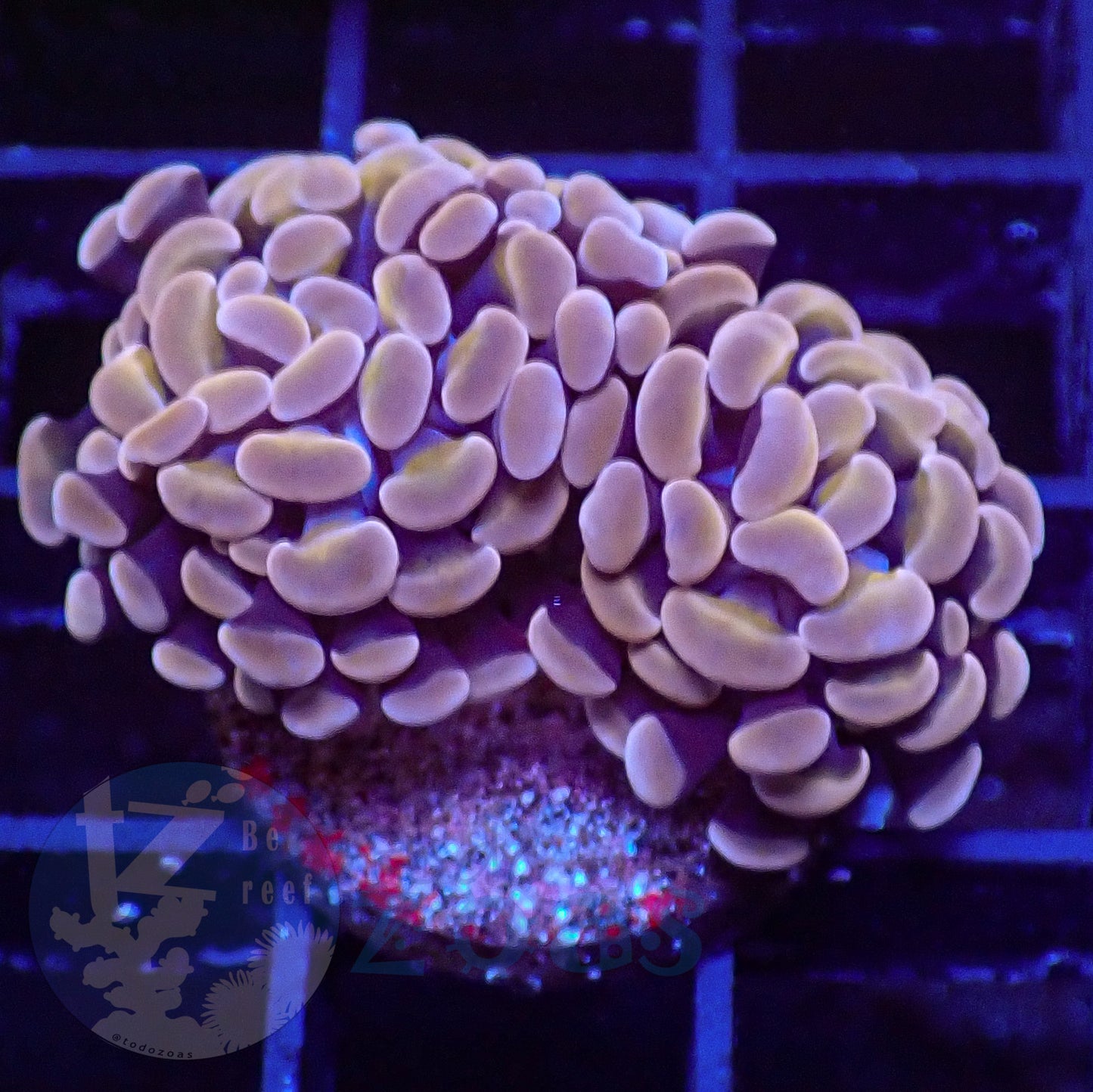 Euphyllia Paraancora Peach #3