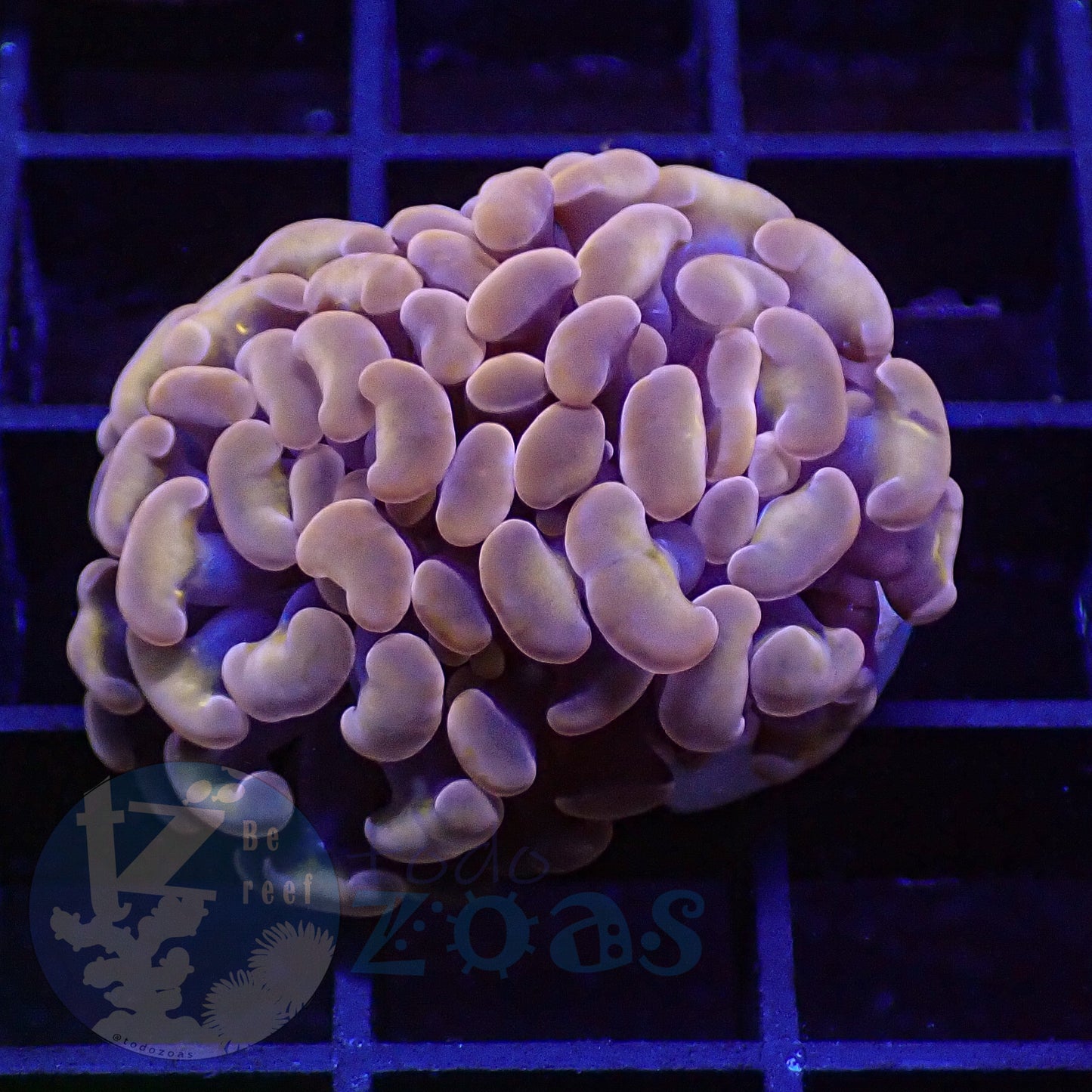 Euphyllia Paraancora Peach #4