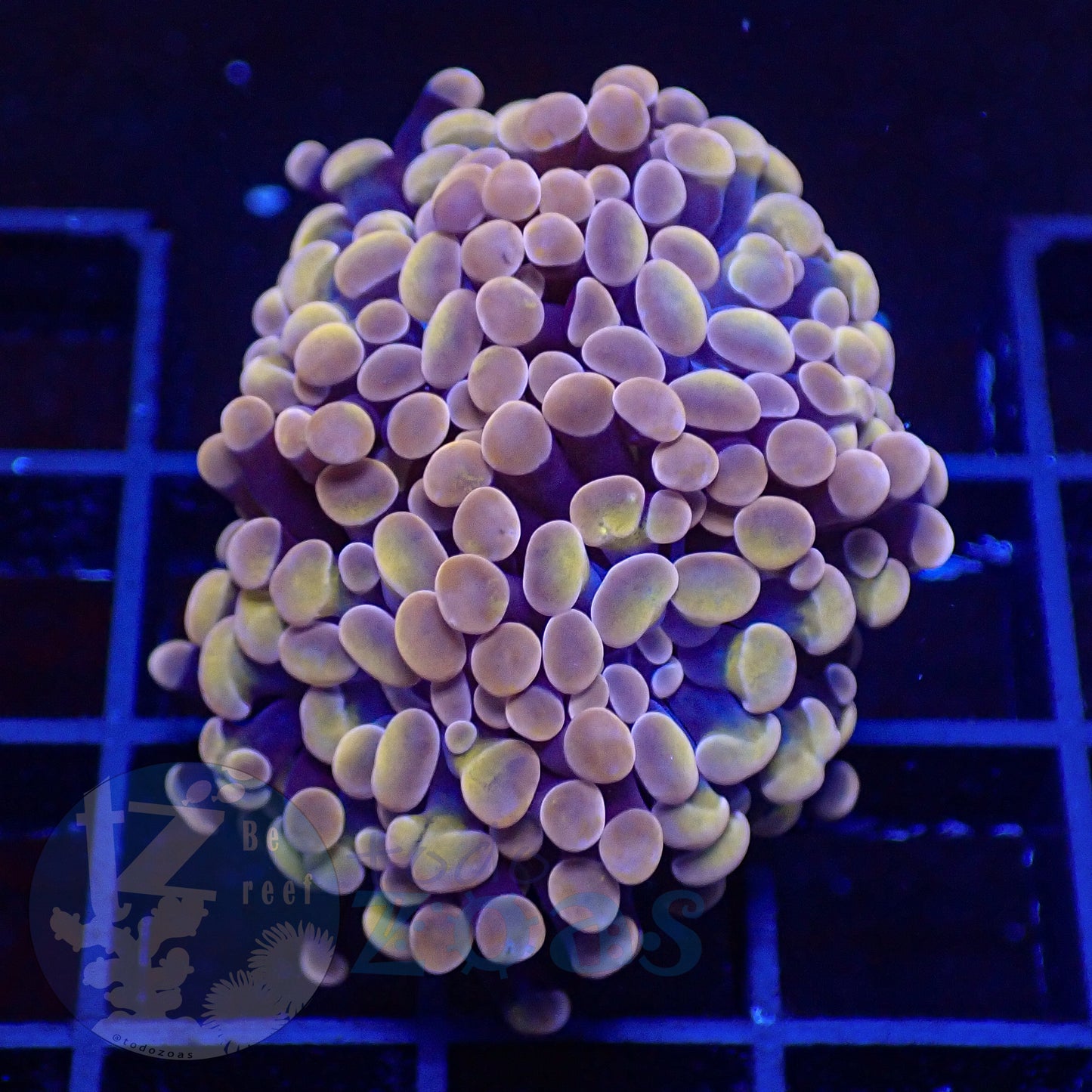 Euphyllia Paraancora Peach #5