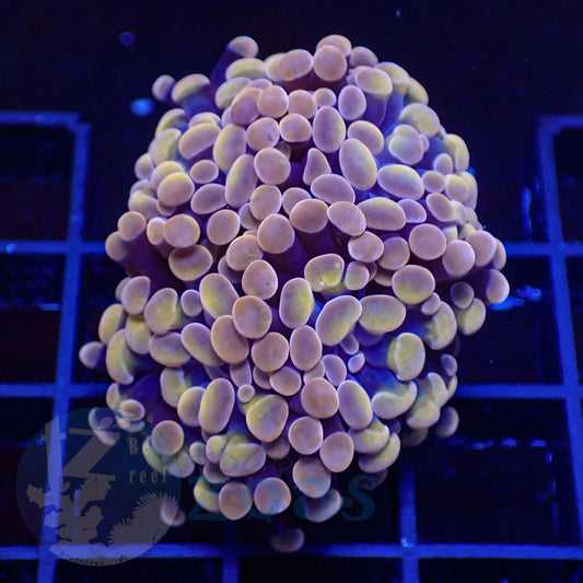 Euphyllia Paraancora Peach #5