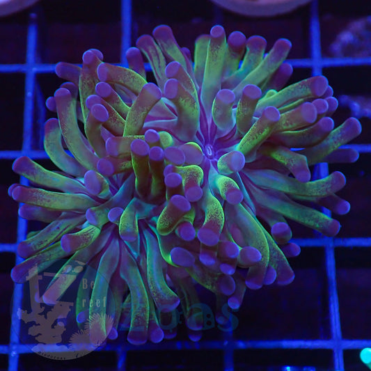 Euphyllia Divisa Toxic Purple & Green