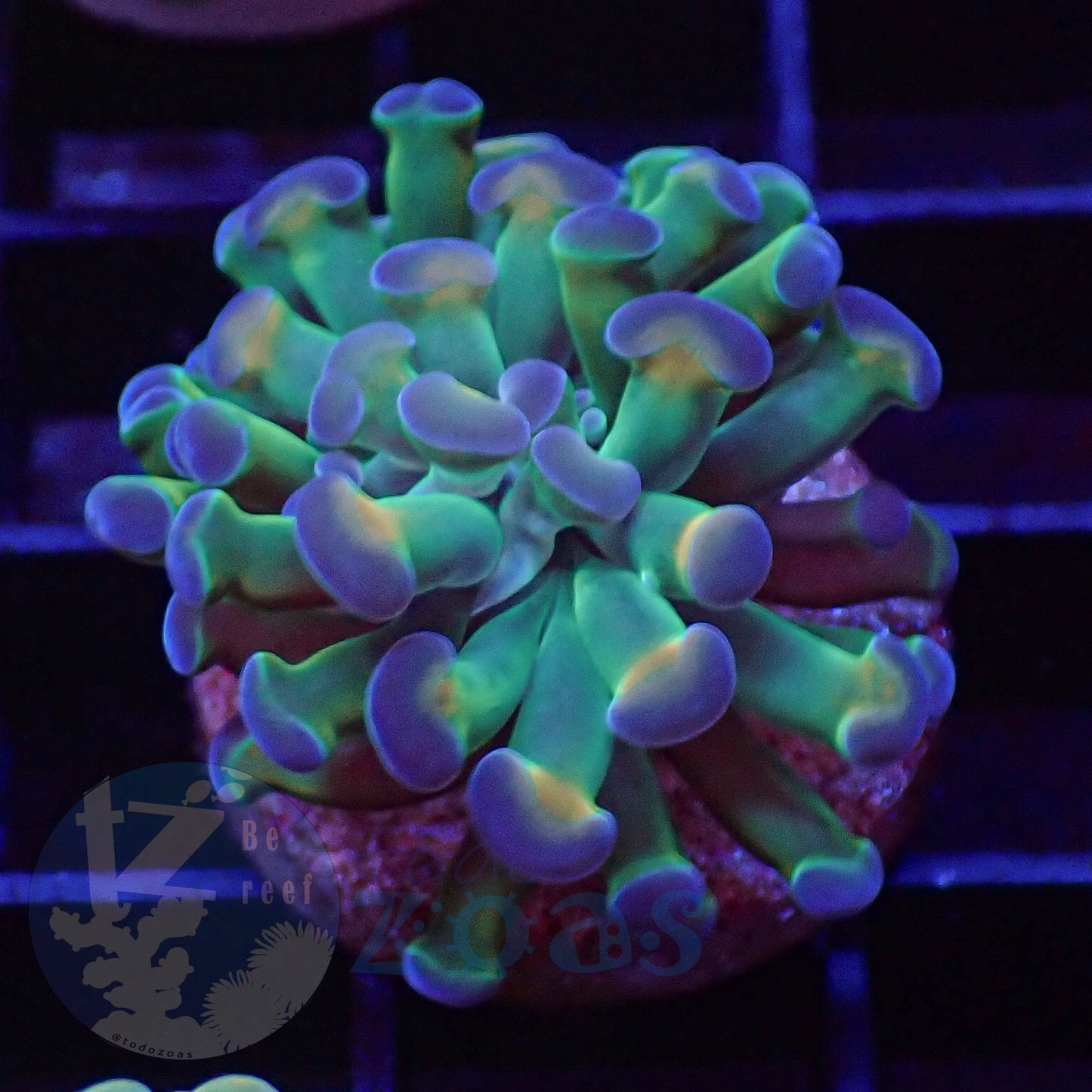 Euphyllia Paraancora Hologram #1