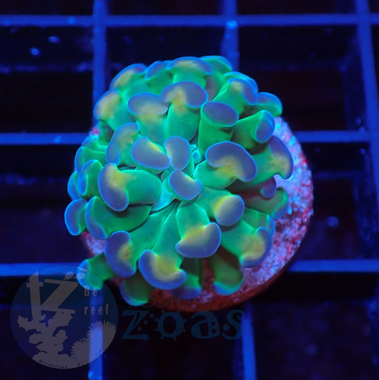 Euphyllia Paraancora Hologram #1