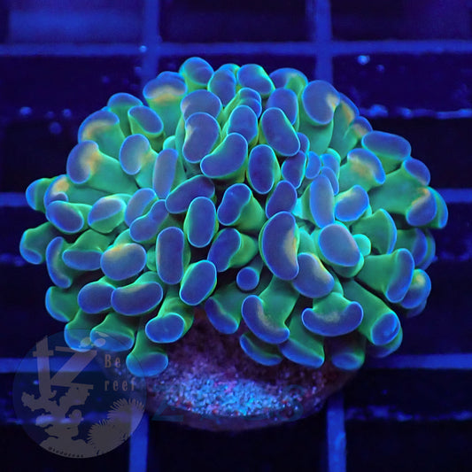 Euphyllia Paraancora Hologram #2