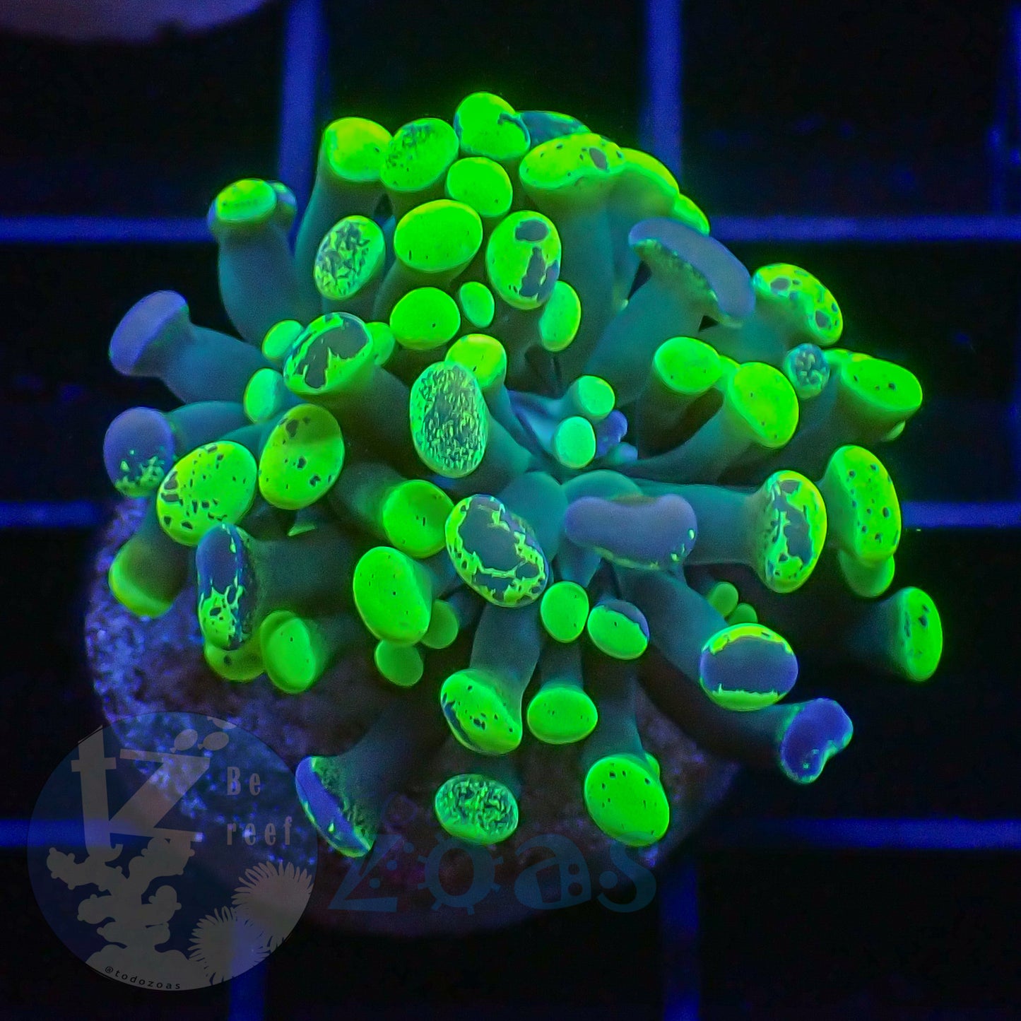 Euphyllia Paraancora Toxic Neon #2