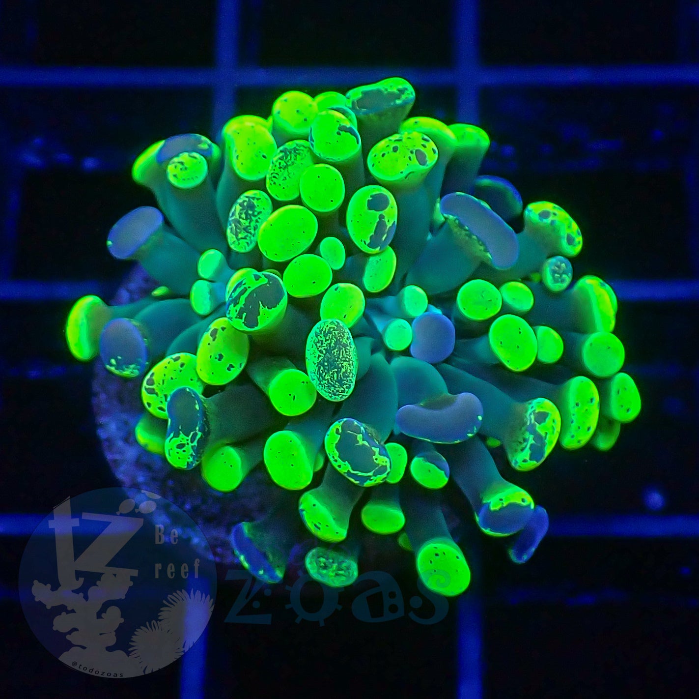 Euphyllia Paraancora Toxic Neon #2