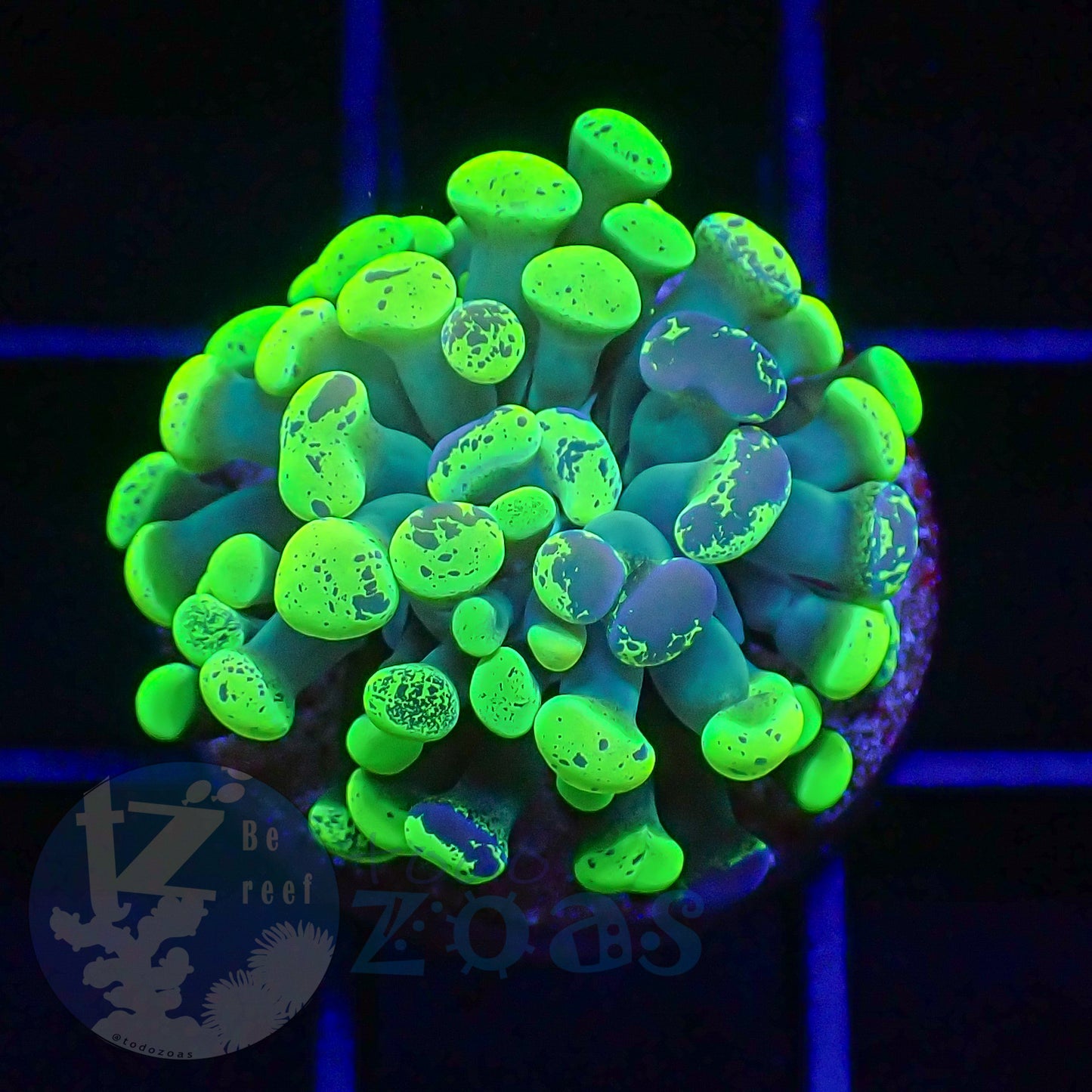 Euphyllia Paraancora Toxic Neon #3