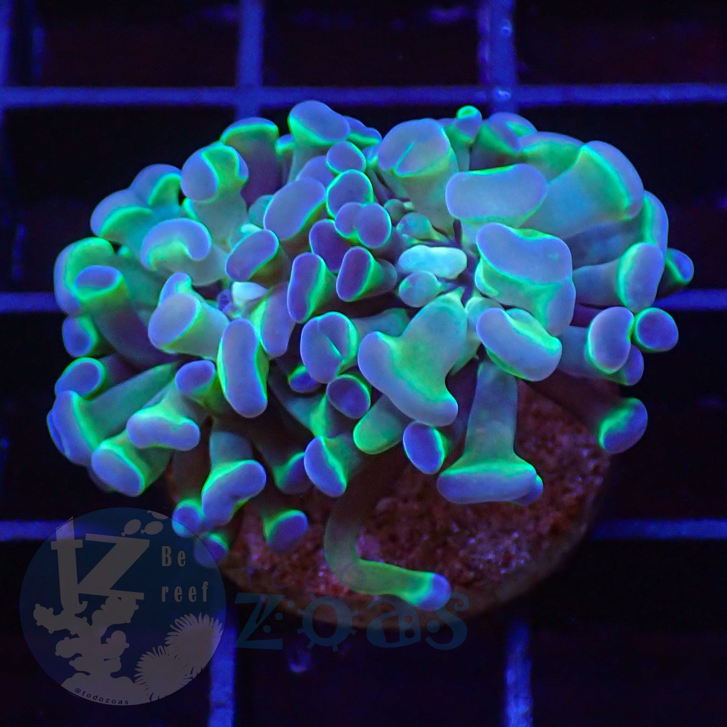 Euphyllia Paraancora Bicolor #3