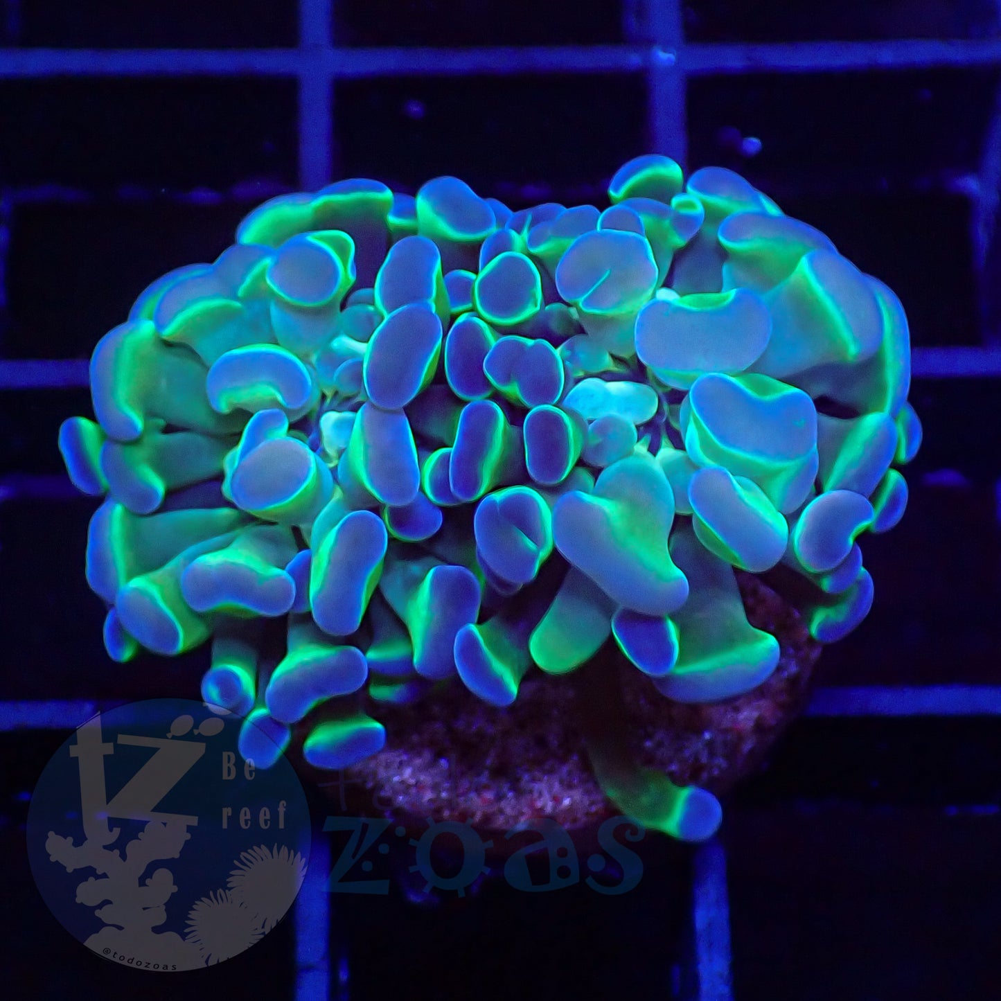 Euphyllia Paraancora Bicolor #3