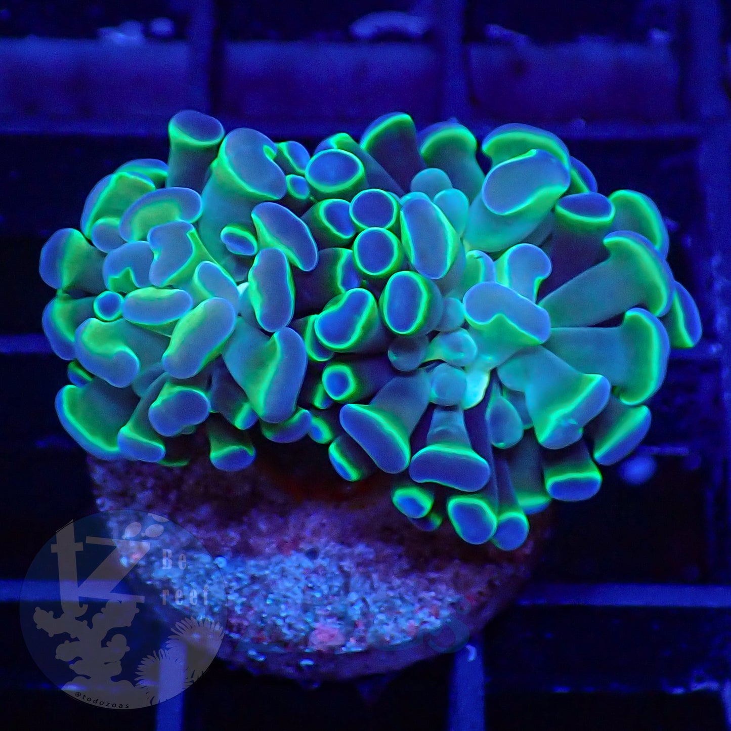 Euphyllia Paraancora Bicolor #4