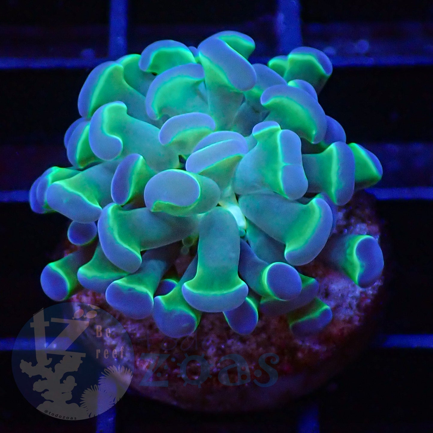 Euphyllia Paraancora Bicolor #1