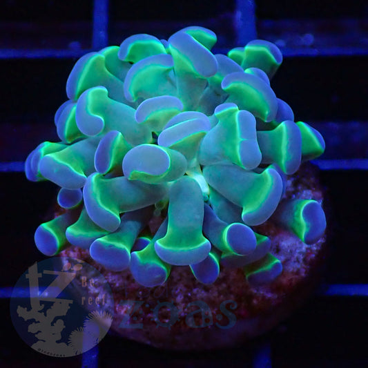 Euphyllia Paraancora Bicolor #1