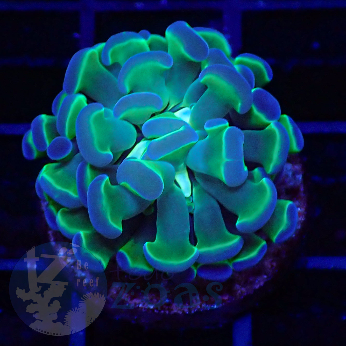 Euphyllia Paraancora Bicolor #1