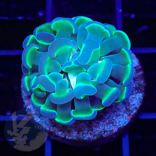 Euphyllia Paraancora Bicolor #2