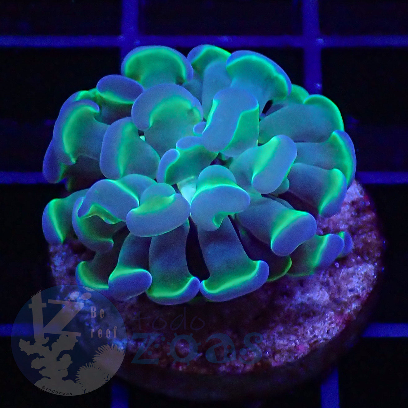 Euphyllia Paraancora Bicolor #2