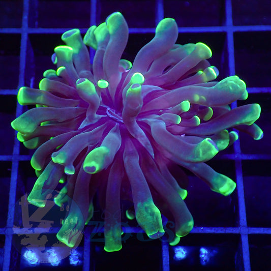 Euphyllia Divisa Toxic #1