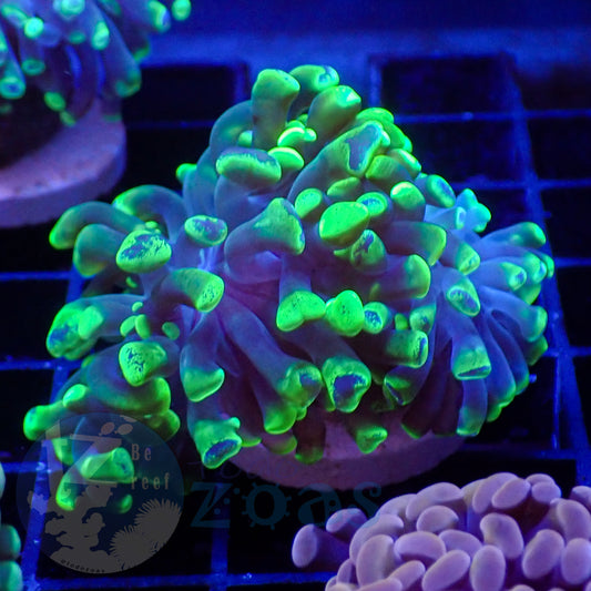 Euphyllia Divisa Toxic #2