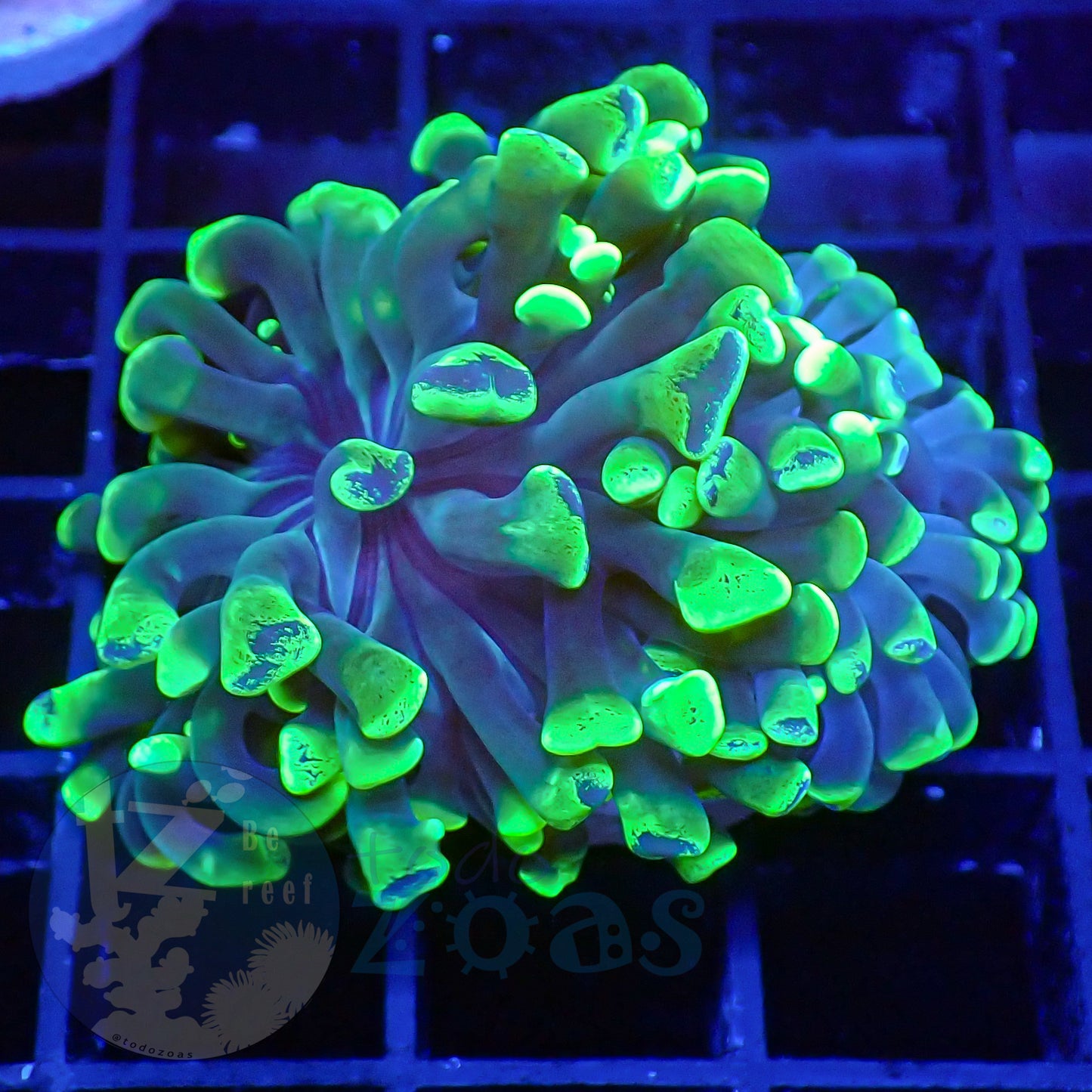 Euphyllia Divisa Toxic #2