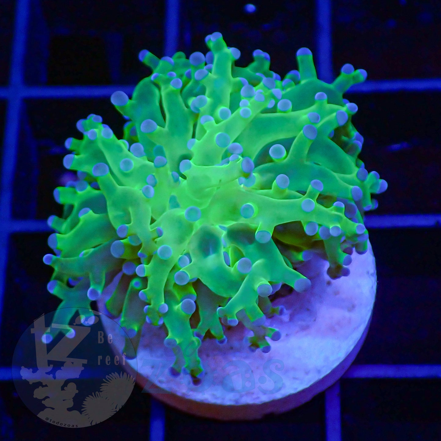 Euphyllia Paradivisa Ultra #1