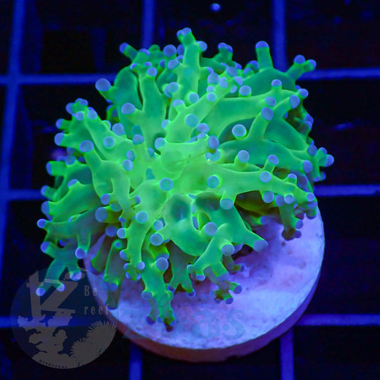 Euphyllia Paradivisa Ultra #1