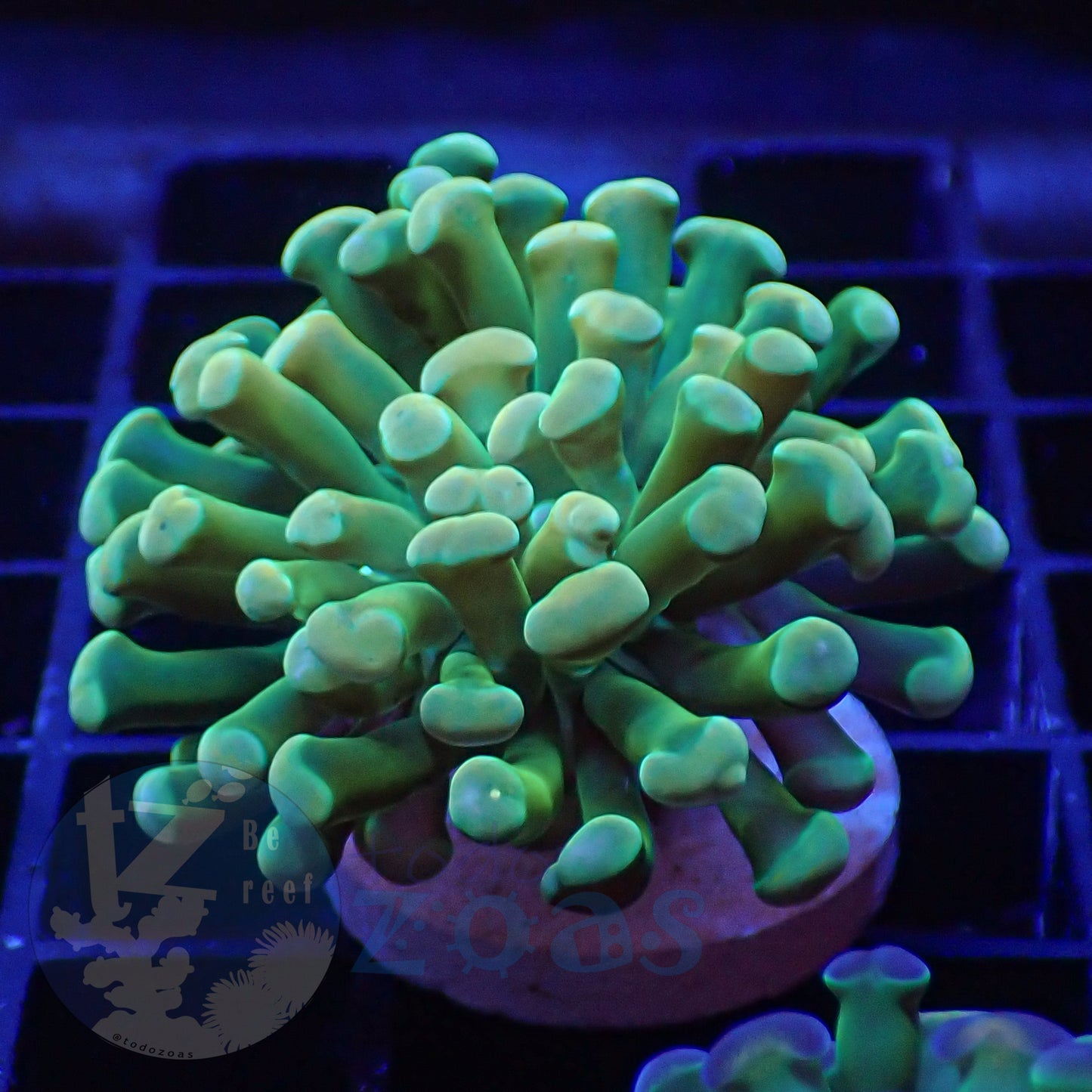 Euphyllia Paraancora Banana #1