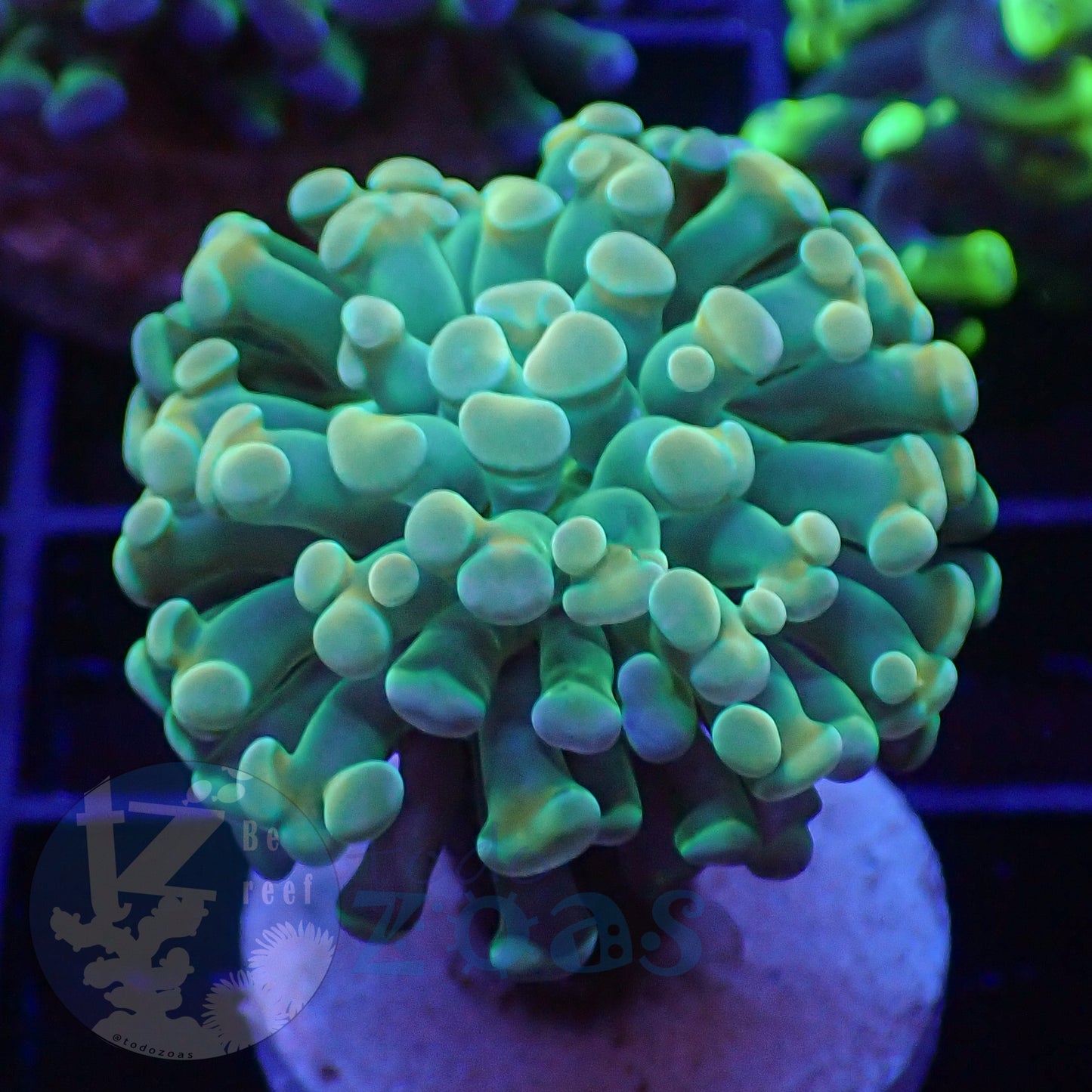 Euphyllia Paraancora Banana #2