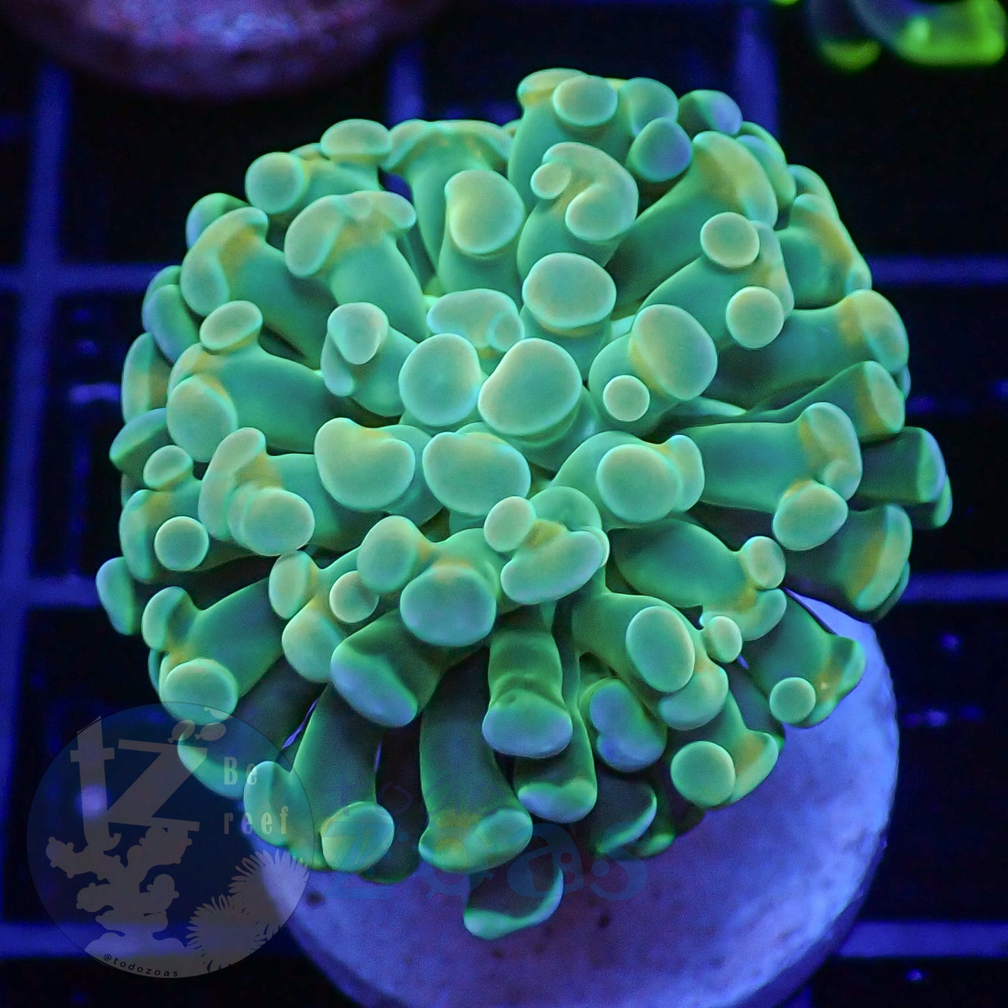 Euphyllia Paraancora Banana #2