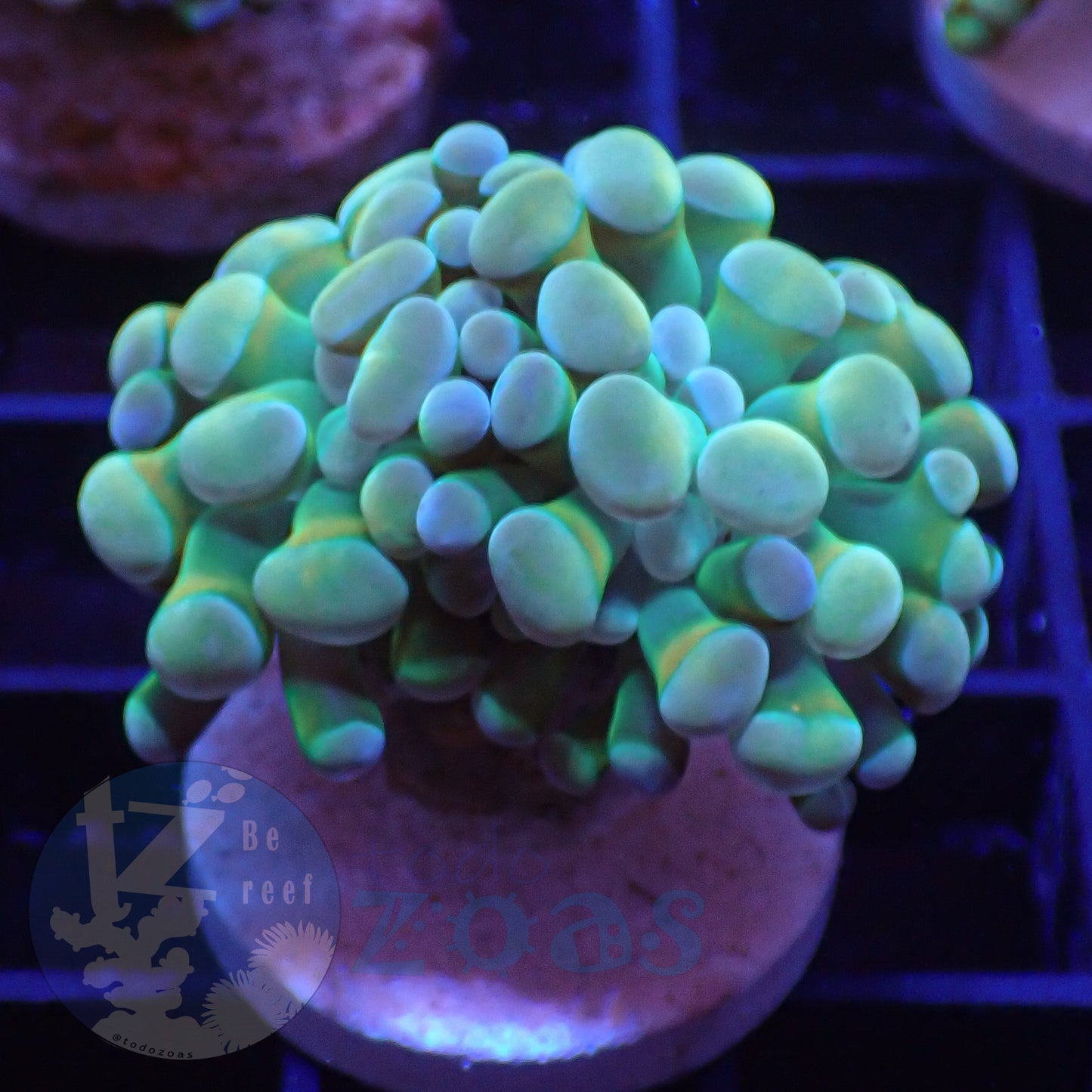 Euphyllia Paraancora Banana #4