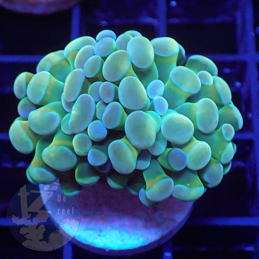 Euphyllia Paraancora Banana #4
