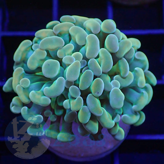 Euphyllia Paraancora Banana #3