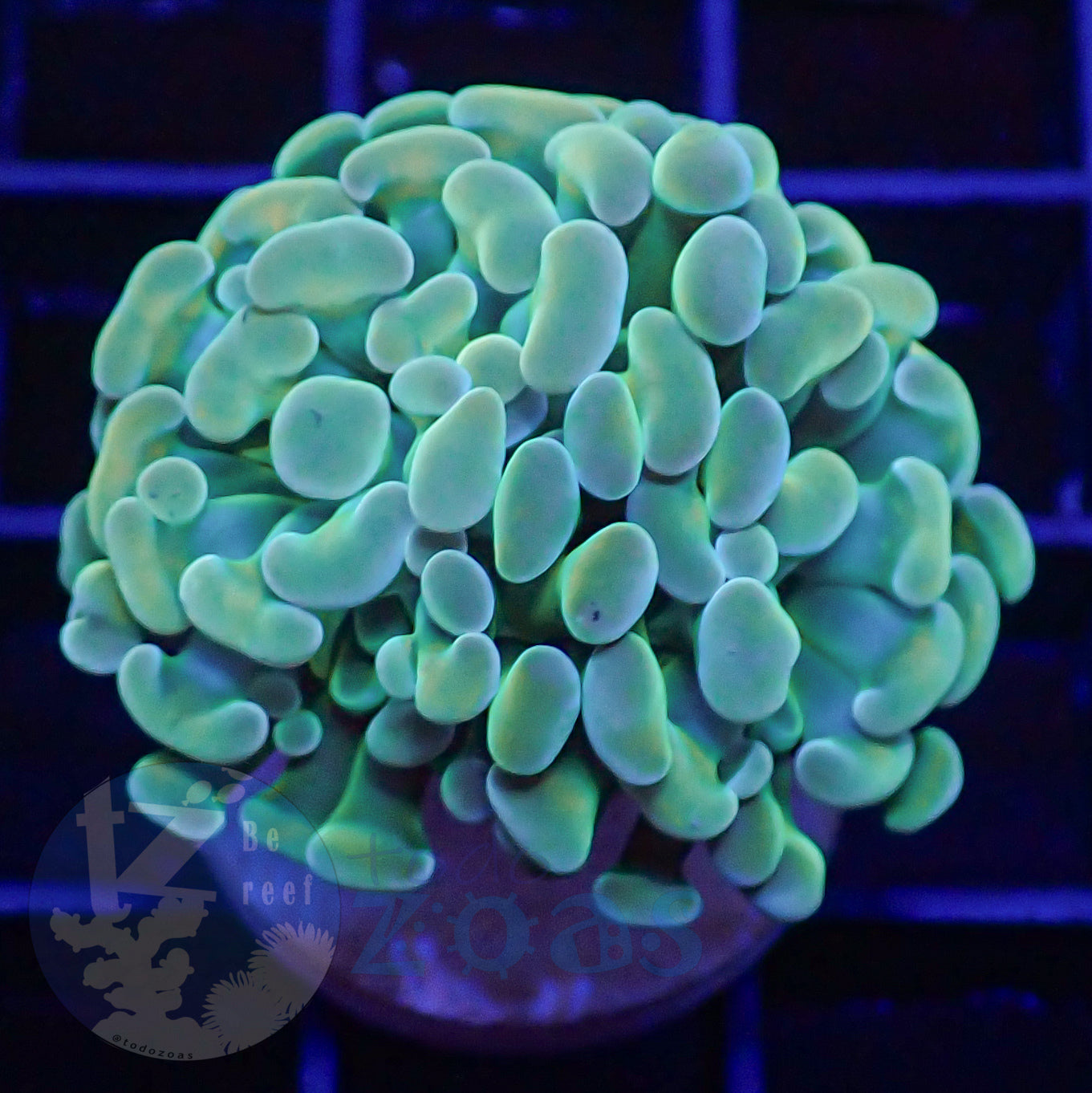 Euphyllia Paraancora Banana #3